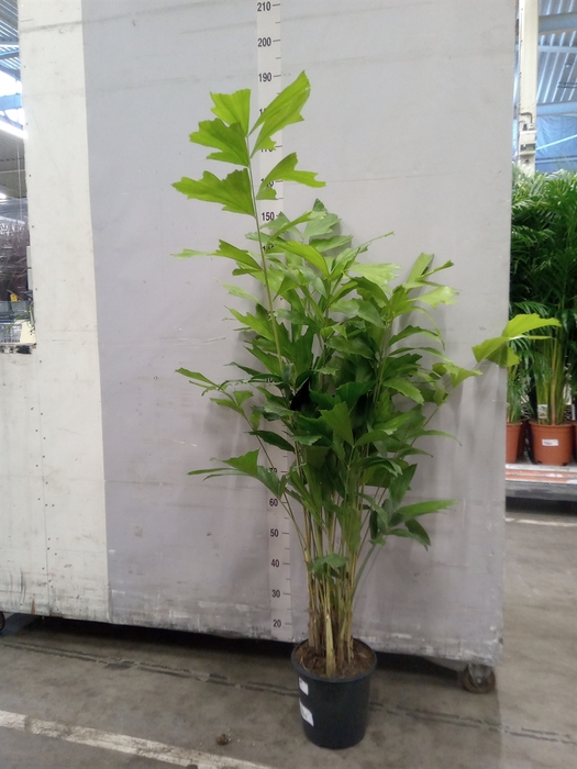 <h4>Caryota mitis</h4>
