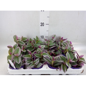 Tradescantia cerinth. 'Nanouk'