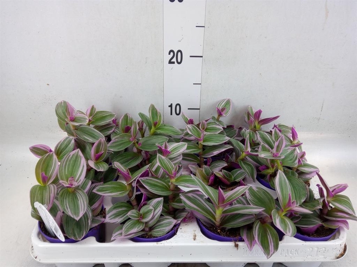 <h4>Tradescantia cerinth. 'Nanouk'</h4>