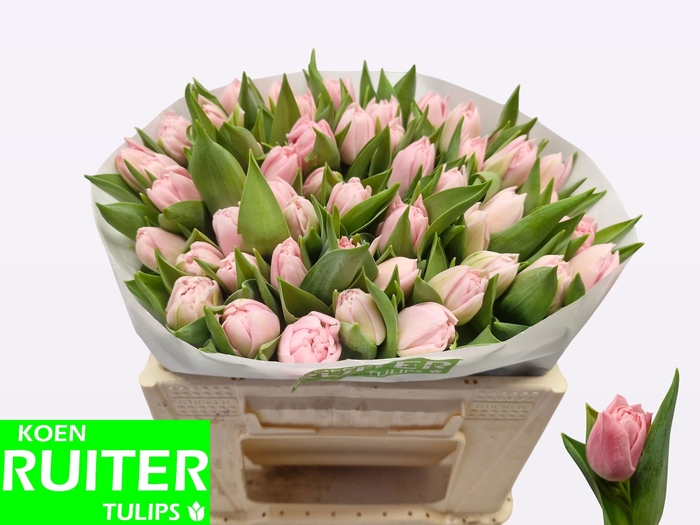 <h4>TU DU DREAMER</h4>