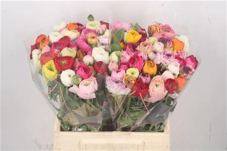 <h4>Ran El Mixed In Bunch</h4>