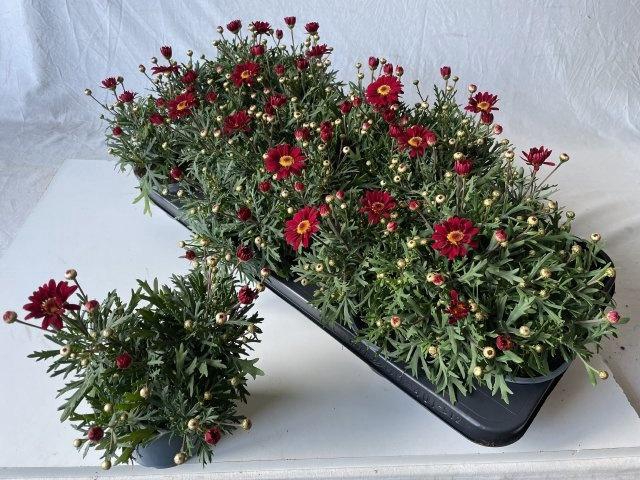 <h4>ARG PERC RED</h4>