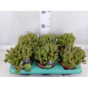 Crassula marnieriana