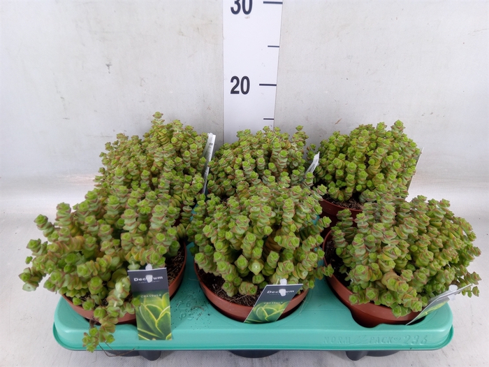 <h4>Crassula marnieriana</h4>