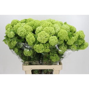 Viburnum Opulus Roseum