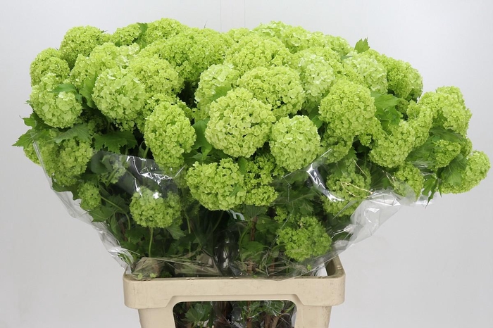 <h4>Viburnum Roseum</h4>