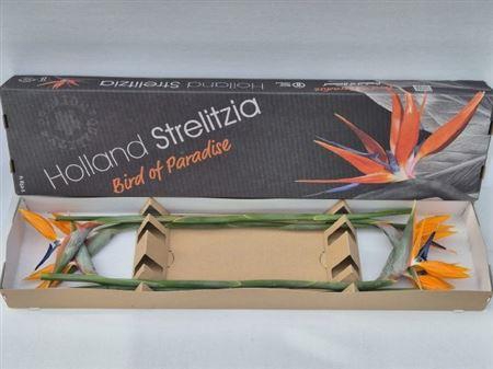 <h4>Strel Reginae Bloem</h4>