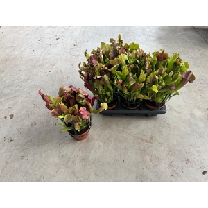 SARRACENIA OV