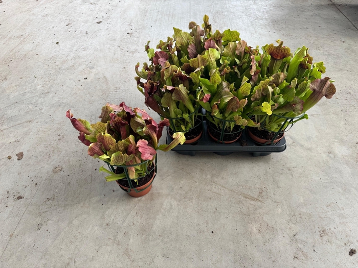 <h4>SARRACENIA OV</h4>