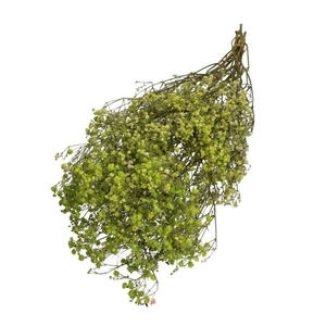 Dried flowers Gyps 70cm 50g