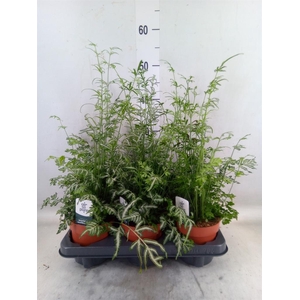 Pteris ensiformis 'Evergemiensis'