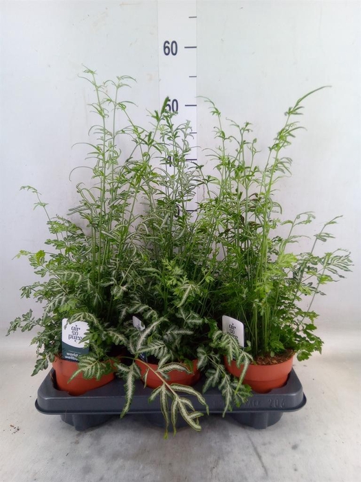<h4>Pteris ensiformis 'Evergemiensis'</h4>