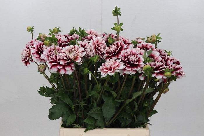 <h4>Dahlia Checkers</h4>