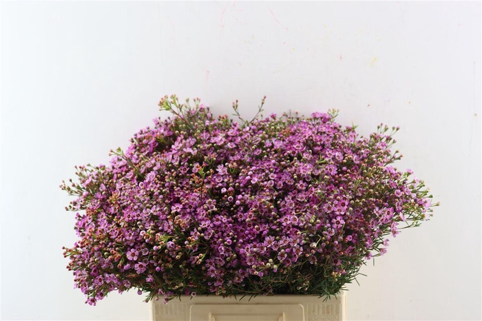<h4>Cham Purple Grand Jupiter</h4>