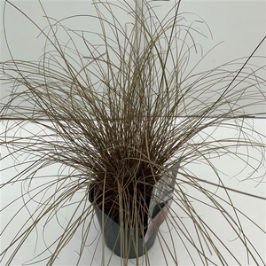 Graminées Carex 'Bronze Form'