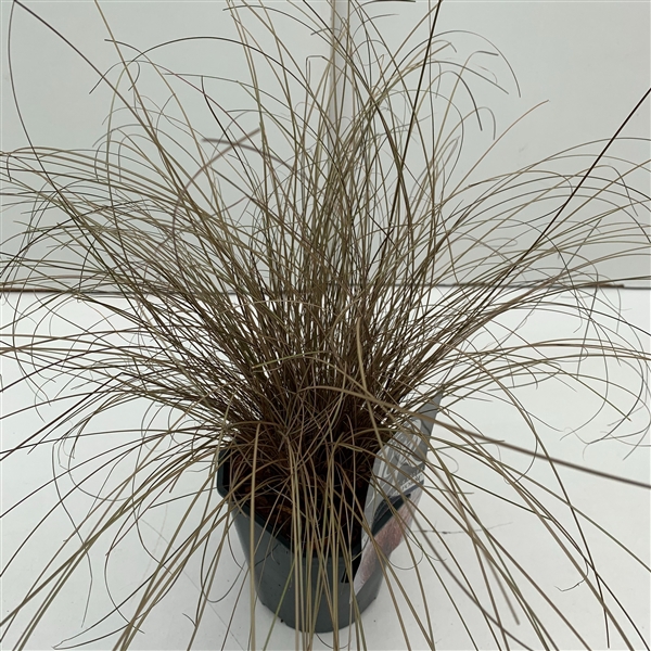 <h4>Carex 'Bronze Form'</h4>