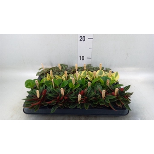 Peperomia   ...mix