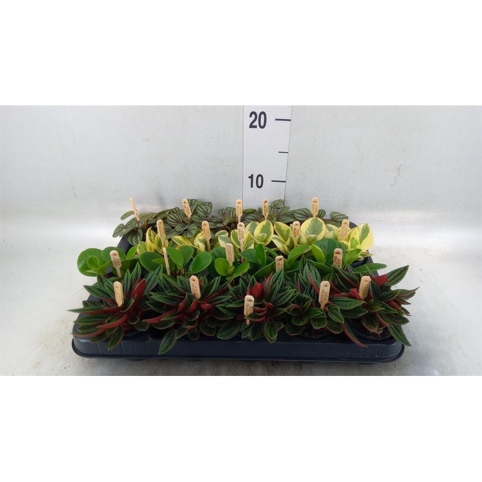 <h4>Peperomia ...mix</h4>