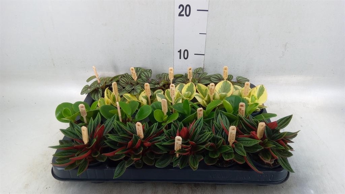 Peperomia   ...mix