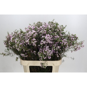 Chamelaucium Dancing Queen