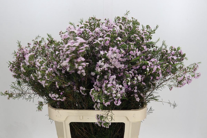 <h4>Chamelaucium Dancing Queen</h4>