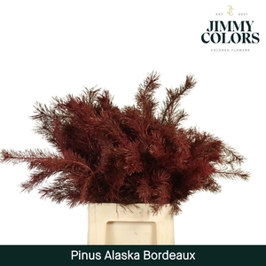 Pinus Alaska Colored BORDEUX