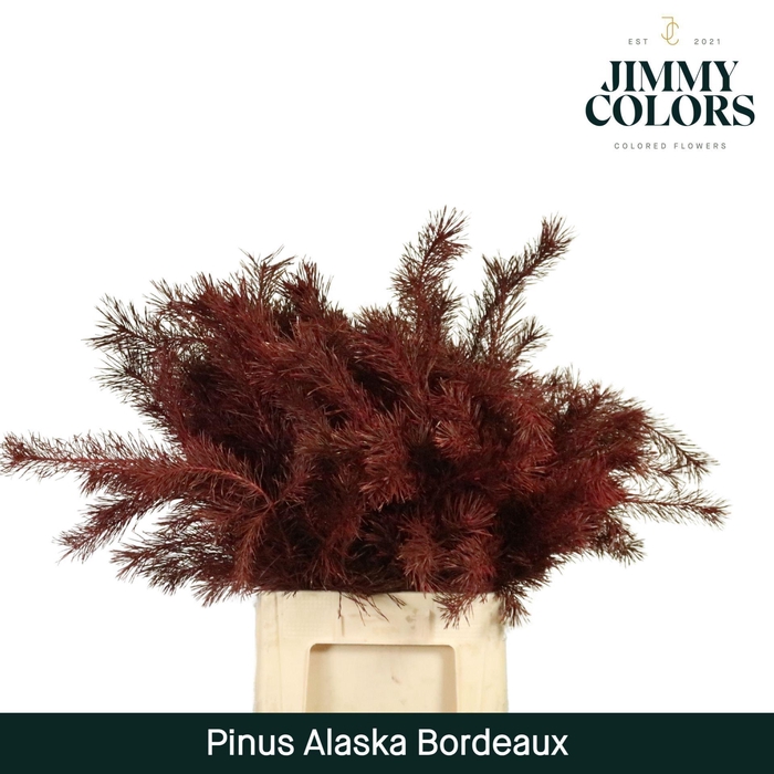 <h4>Pinus Alaska Colored BORDEUX</h4>