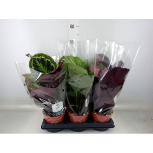 Calathea roseopicta   ...mix