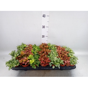 Fittonia ...mix 7