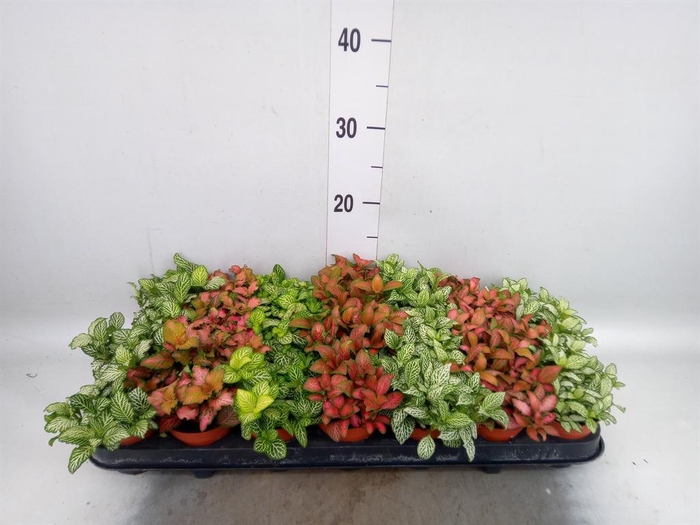<h4>Fittonia ...mix 7</h4>