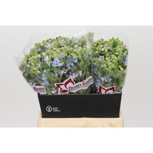 Oxypetalum Tweedia Blue