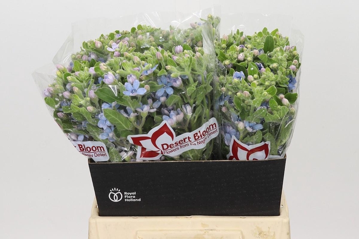 Oxypetalum Tweedia Blue