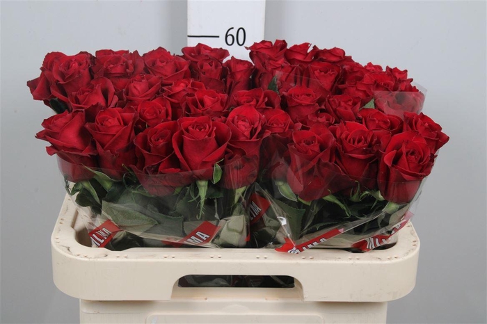 <h4>R Gr Ever Red</h4>