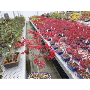 Acer palmatum Deshojo, 18 cm.