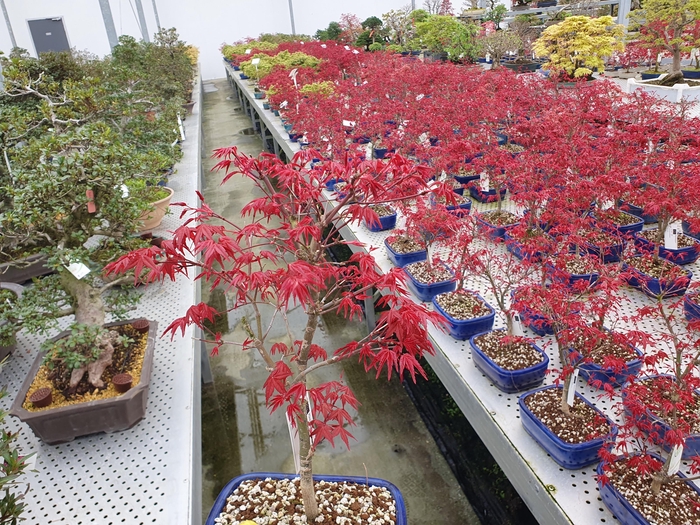 <h4>Acer palmatum Deshojo, 18 cm.</h4>