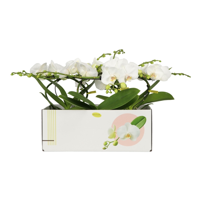 <h4>Phal Infinity White 2 Tak</h4>