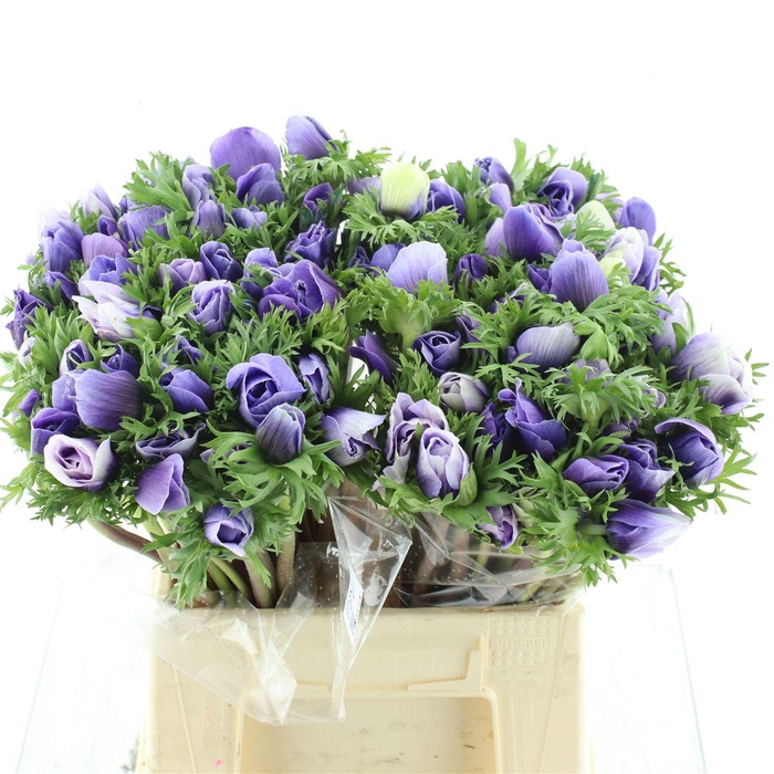 <h4>Anem Mistral Sr Azuur Blue Extra</h4>