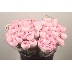 Ran.. Su Lady Hanoi Extra