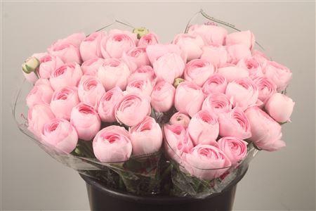 Ran.. Su Lady Hanoi Extra