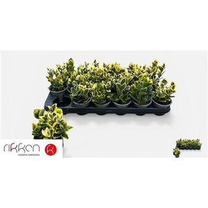 Euonymus Ja Marieke