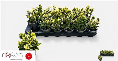 <h4>Euonymus Ja Marieke</h4>