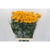 Tagetes Marigold Promise Orange