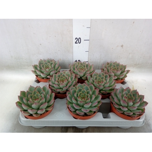 Echeveria   ...