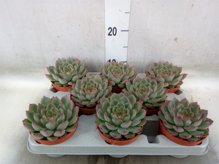 <h4>Echeveria   ...</h4>