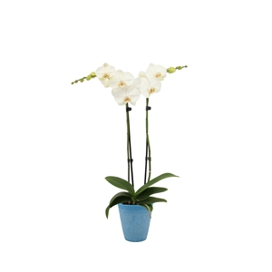 Polystone Wave Light Blue Phal Wit 2T14+