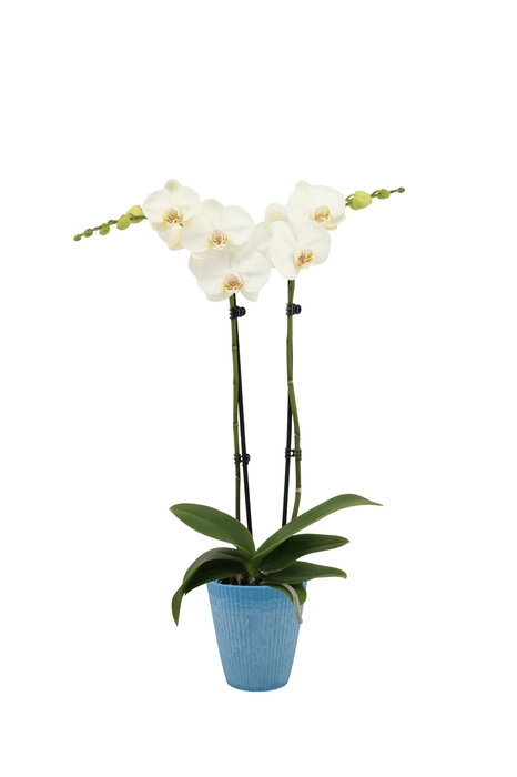 <h4>Polystone Wave Light Blue Phal Wit 2T14+</h4>