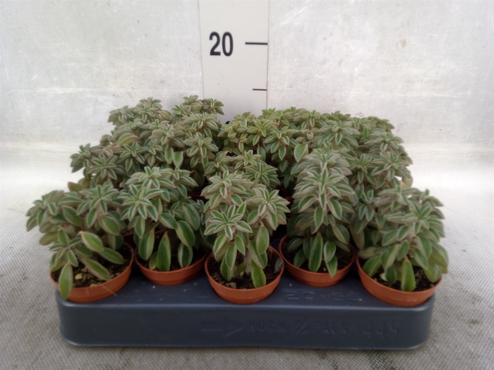 <h4>Peperomia</h4>