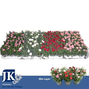 Dianthus Mix laag p 10.5