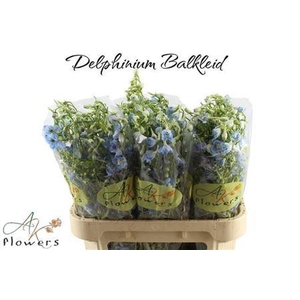Delphinium En Ballkleid