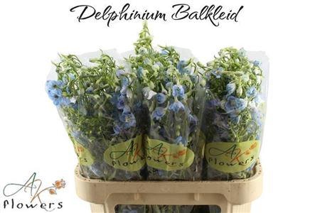 <h4>Delphinium En Ballkleid</h4>